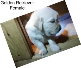 Golden Retriever Female