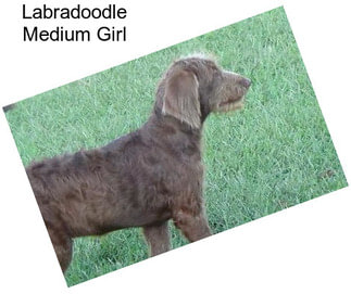 Labradoodle Medium Girl