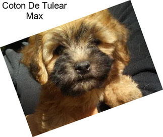 Coton De Tulear Max