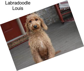 Labradoodle Louis