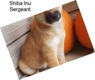 Shiba Inu Sergeant