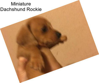 Miniature Dachshund Rockie