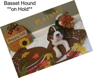 Basset Hound **on Hold**