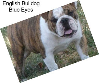 English Bulldog Blue Eyes