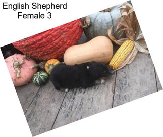 English Shepherd Female 3