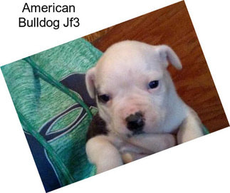 American Bulldog Jf3