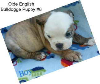 Olde English Bulldogge Puppy #8