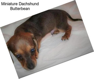 Miniature Dachshund Butterbean