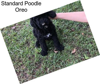 Standard Poodle Oreo