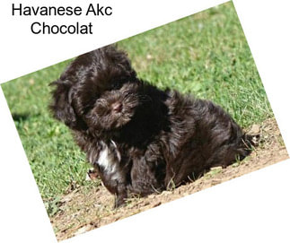 Havanese Akc Chocolat