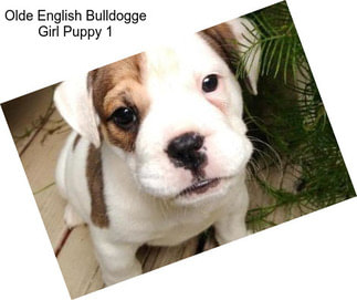 Olde English Bulldogge Girl Puppy 1
