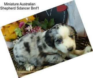 Miniature Australian Shepherd Sdancer Bmf1