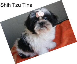 Shih Tzu Tina