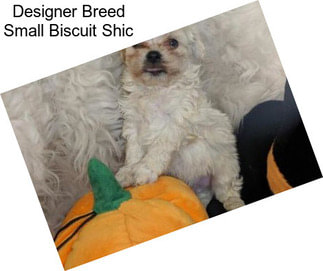 Designer Breed Small Biscuit Shic