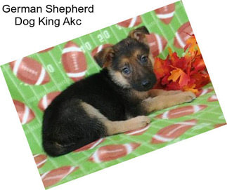 German Shepherd Dog King Akc