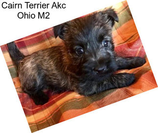 Cairn Terrier Akc Ohio M2