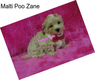 Malti Poo Zane