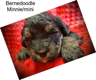 Bernedoodle Minnie/mini