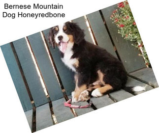 Bernese Mountain Dog Honeyredbone
