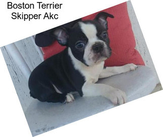 Boston Terrier Skipper Akc