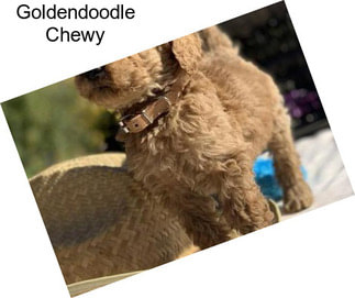 Goldendoodle Chewy