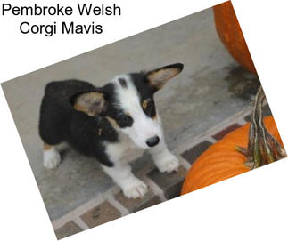 Pembroke Welsh Corgi Mavis