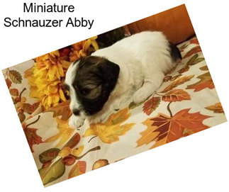 Miniature Schnauzer Abby