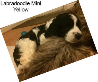 Labradoodle Mini Yellow