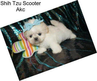 Shih Tzu Scooter Akc