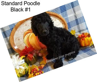 Standard Poodle Black #1