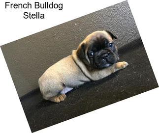 French Bulldog Stella