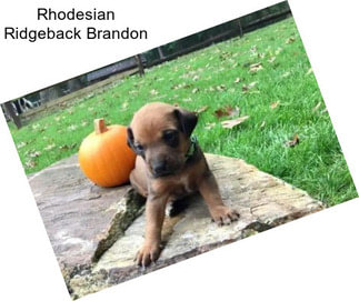 Rhodesian Ridgeback Brandon