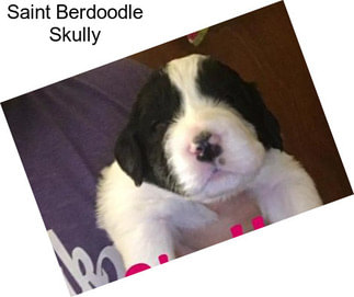 Saint Berdoodle Skully