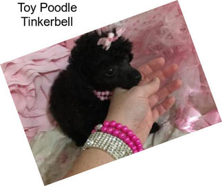 Toy Poodle Tinkerbell