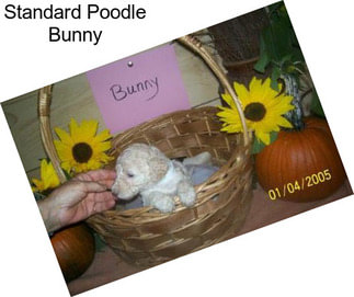 Standard Poodle Bunny