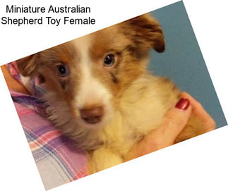 Miniature Australian Shepherd Toy Female