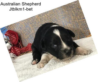 Australian Shepherd Jtblkm1-bet