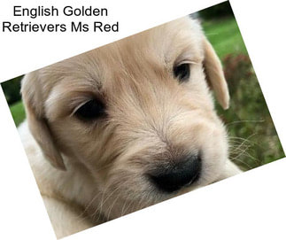English Golden Retrievers Ms Red