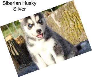 Siberian Husky Silver