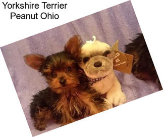 Yorkshire Terrier Peanut Ohio