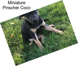 Miniature Pinscher Coco