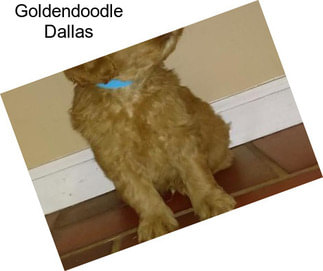 Goldendoodle Dallas