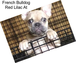French Bulldog Red Lilac At