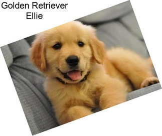 Golden Retriever Ellie