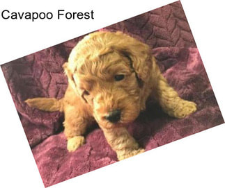 Cavapoo Forest