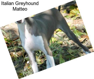 Italian Greyhound Matteo