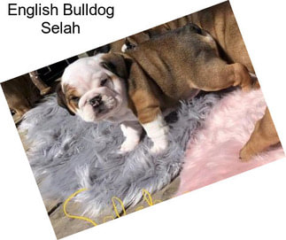 English Bulldog Selah