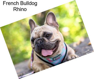 French Bulldog Rhino