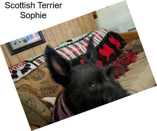 Scottish Terrier Sophie