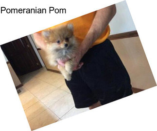 Pomeranian Pom